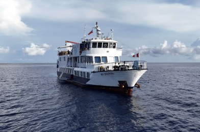 Dolphin Liveaboard