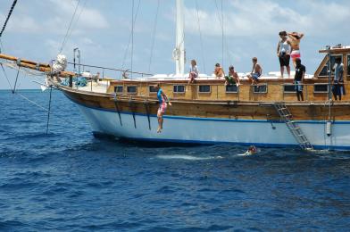 Ensis Felicity